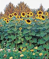 Vista 6 de Burpee Chianti Semillas de Girasol 50 semillas