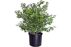 Callicarpa dich. 'Early Amethyst' (Beautyberry) Live Plant