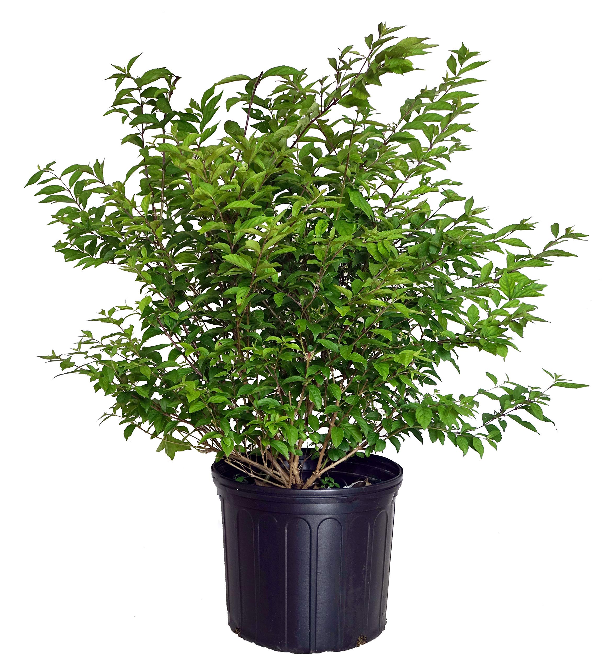 Green Promise Farms Callicarpa Early Amethyst