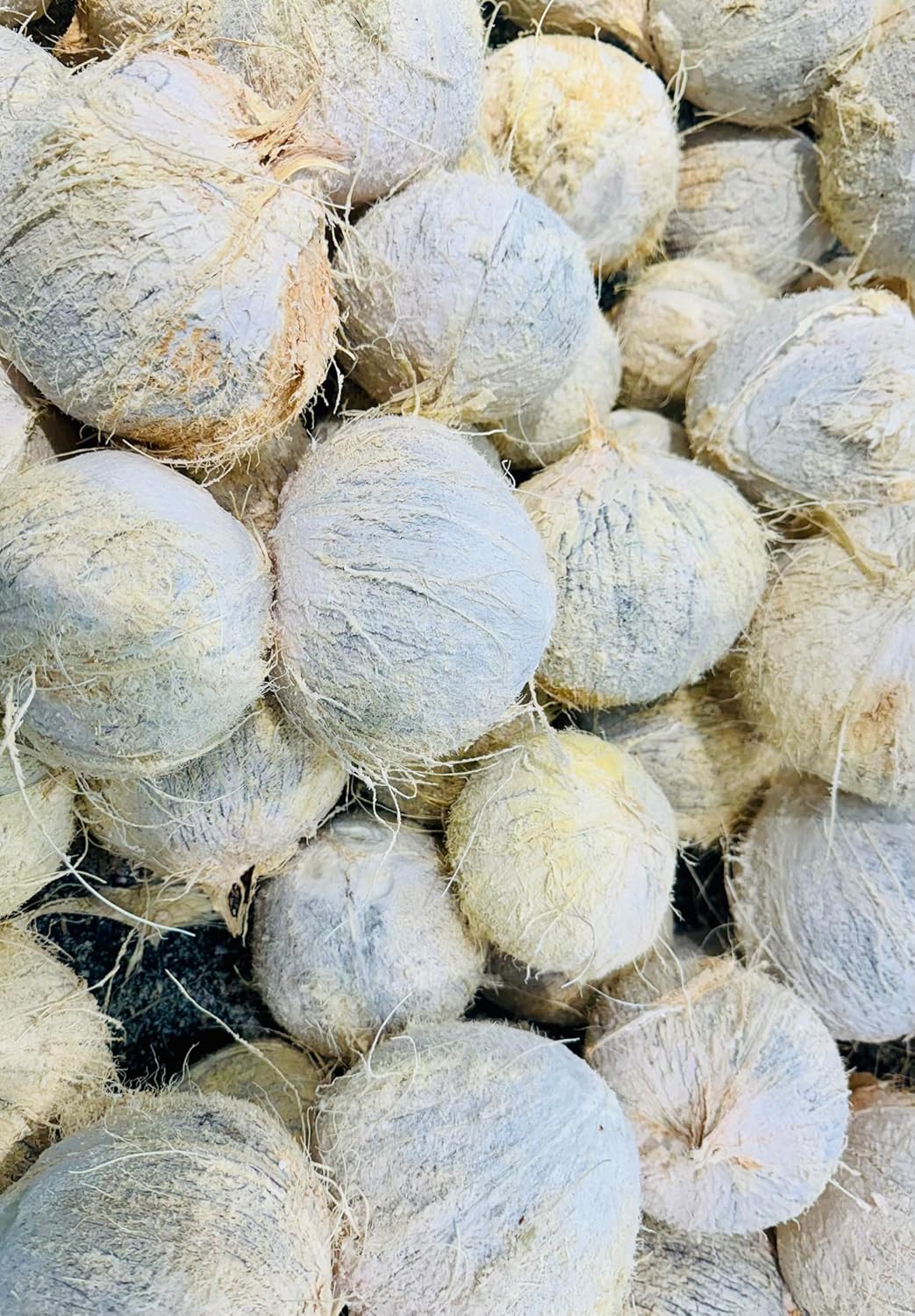 Generic Fresh and white Coconuts (Set Of 6), medium