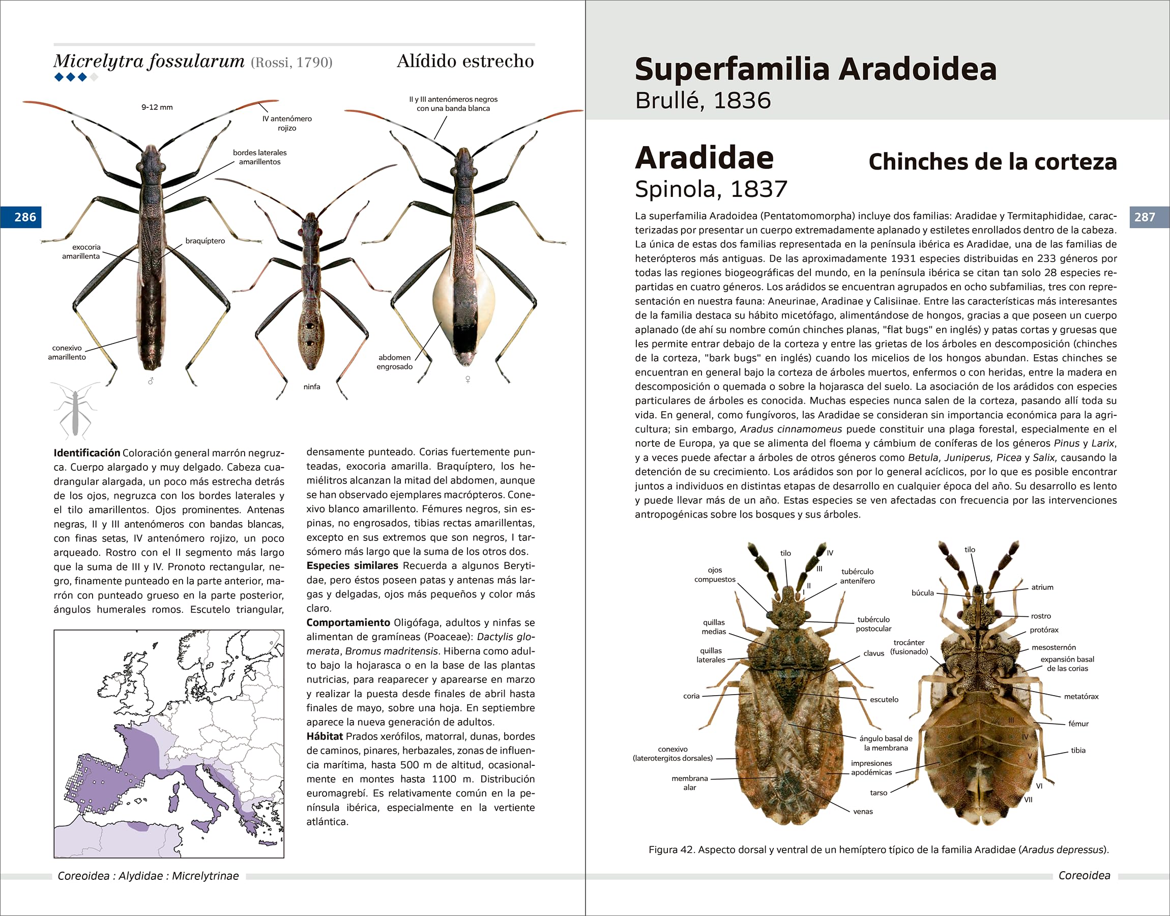 Chinches pentatomomorfas de la península ibérica