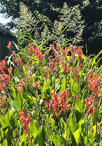 Miniatura 3 de Canna Indica - Flores elegantes de color rojo amarillo alto, atrae colibríes, 2 rizomas recién excavados