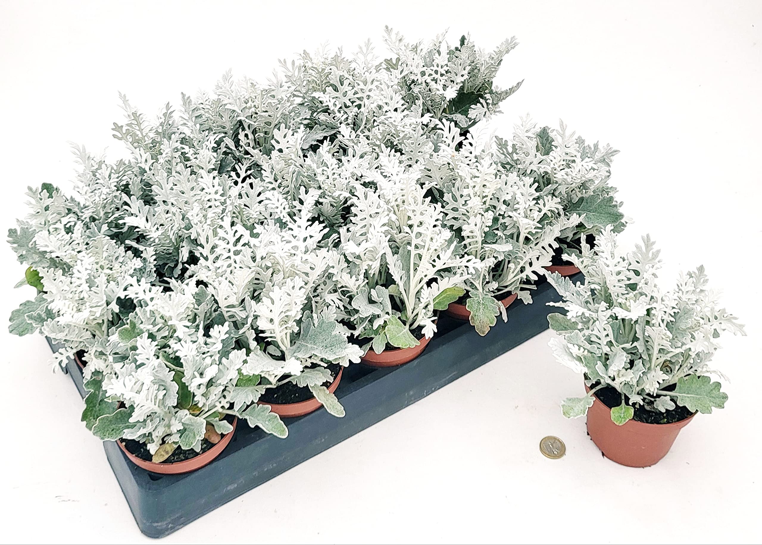 POWERS TO FLOWERS - CINERARIA MARITTIMA, 15 PIANTE, VASO 11CM DIAMETRO, piante vere
