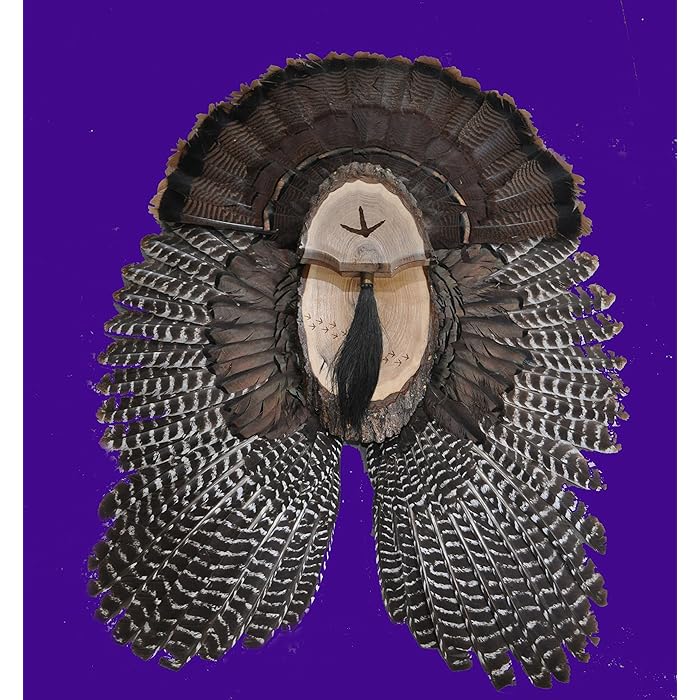 Buy Turkey Fan Plaque / Turkey Mounting Kit / Turkey Hunting Turkey Fan