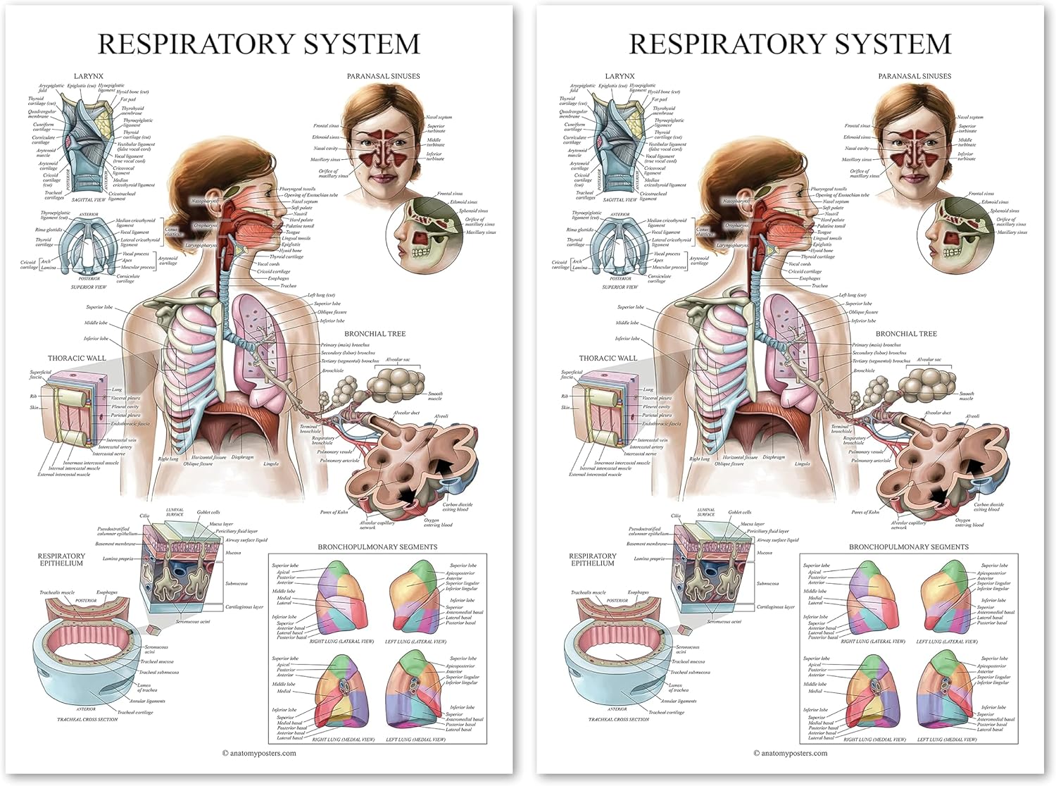 Palace Learning Laminated Respiratory System Anatomical Chart - Lung Anatomy Poster - 18" x 24"