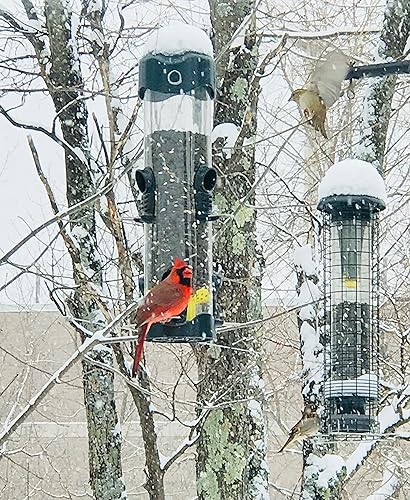 Miniatura 5 de Brome Mega 600 comedero para pájaros – Alimentador de tubo de gran capacidad para aves silvestres, 6 puertos de alimentación, capacidad de semillas