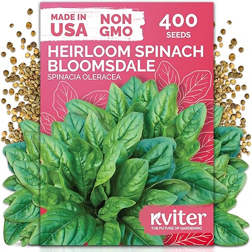 KVITER 400 semillas de espinaca Bloomsdale (Spinacia oleracea), sin OMG y reliquia, tolerantes al calor, cortadas y vueltas, semillas vegetales