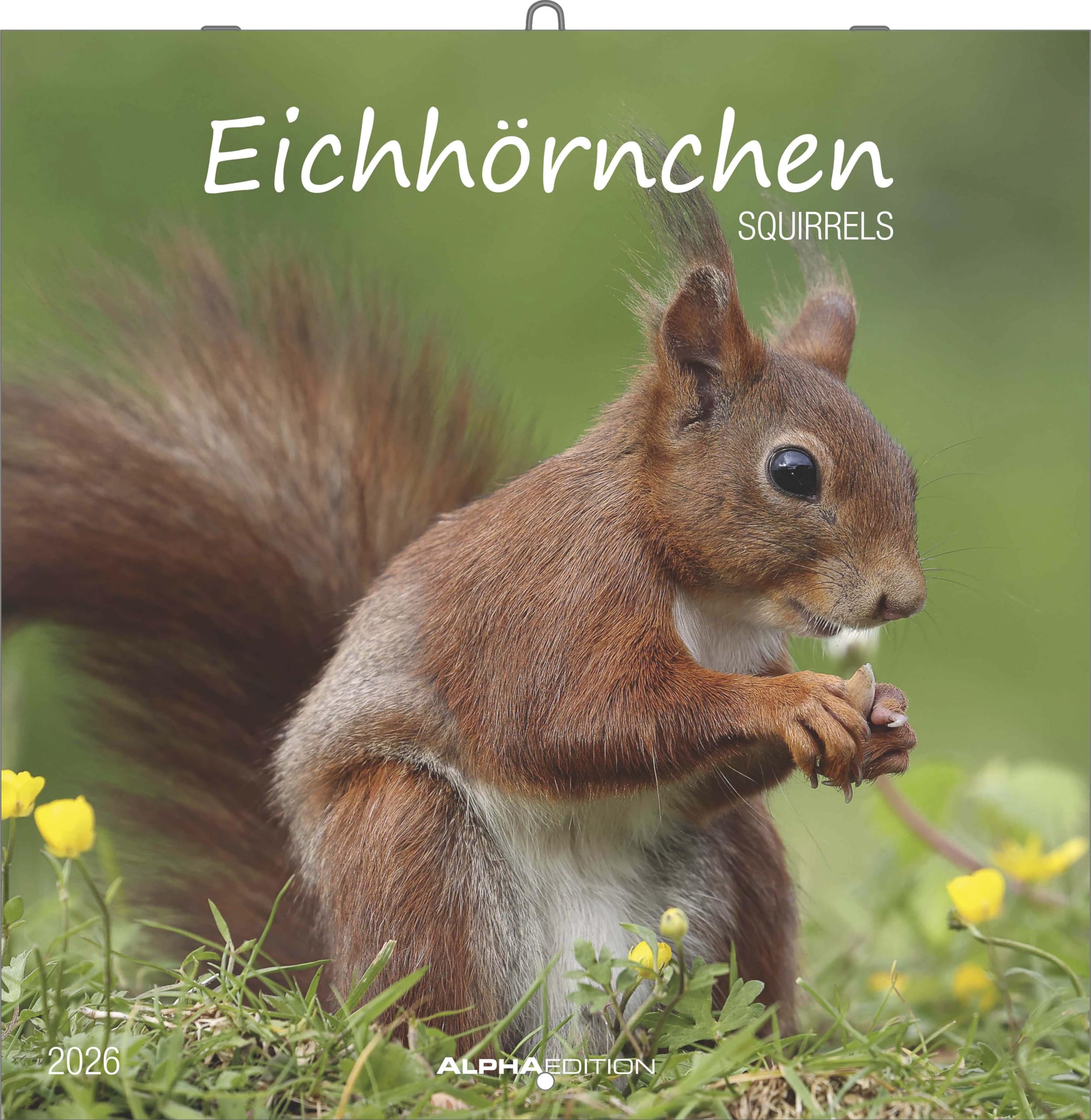 Alpha Edition - Eichhörnchen 2026 – Broschürenkalender 30×30 cm mit Notizkalendarium, 12 naturverbundene Tiermotive, dekorativer Wandkalender & praktischer Terminplaner für Natur- und Tierliebhaber