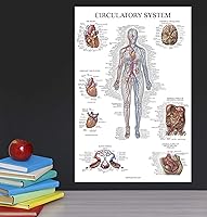 Vista 4 de Palace Learning Carta anatómica del sistema circulatorio, póster de anatomía vascular, (18 x 24 pulgadas)