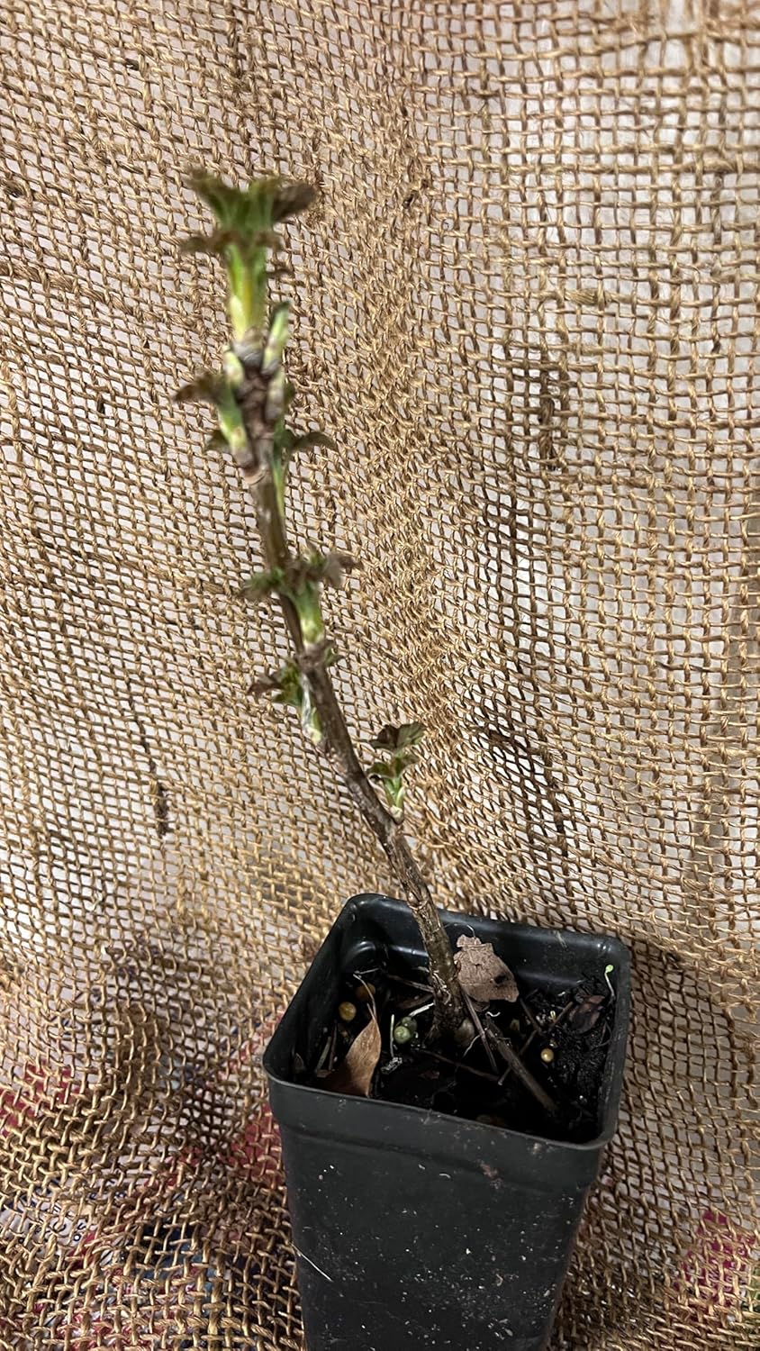 4-8” Tall “Blanca” White Currant Rooted Plant dormant