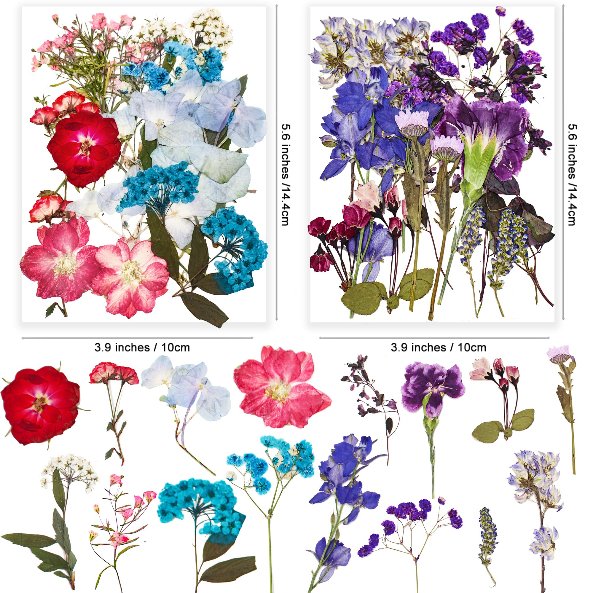 Fleurs Séchées Pressées Et Autocollants - Kit Créatif DIY Pour Scrapbooking, Résine, Cartes, Art Floral, Activités Parent-enfant - 7