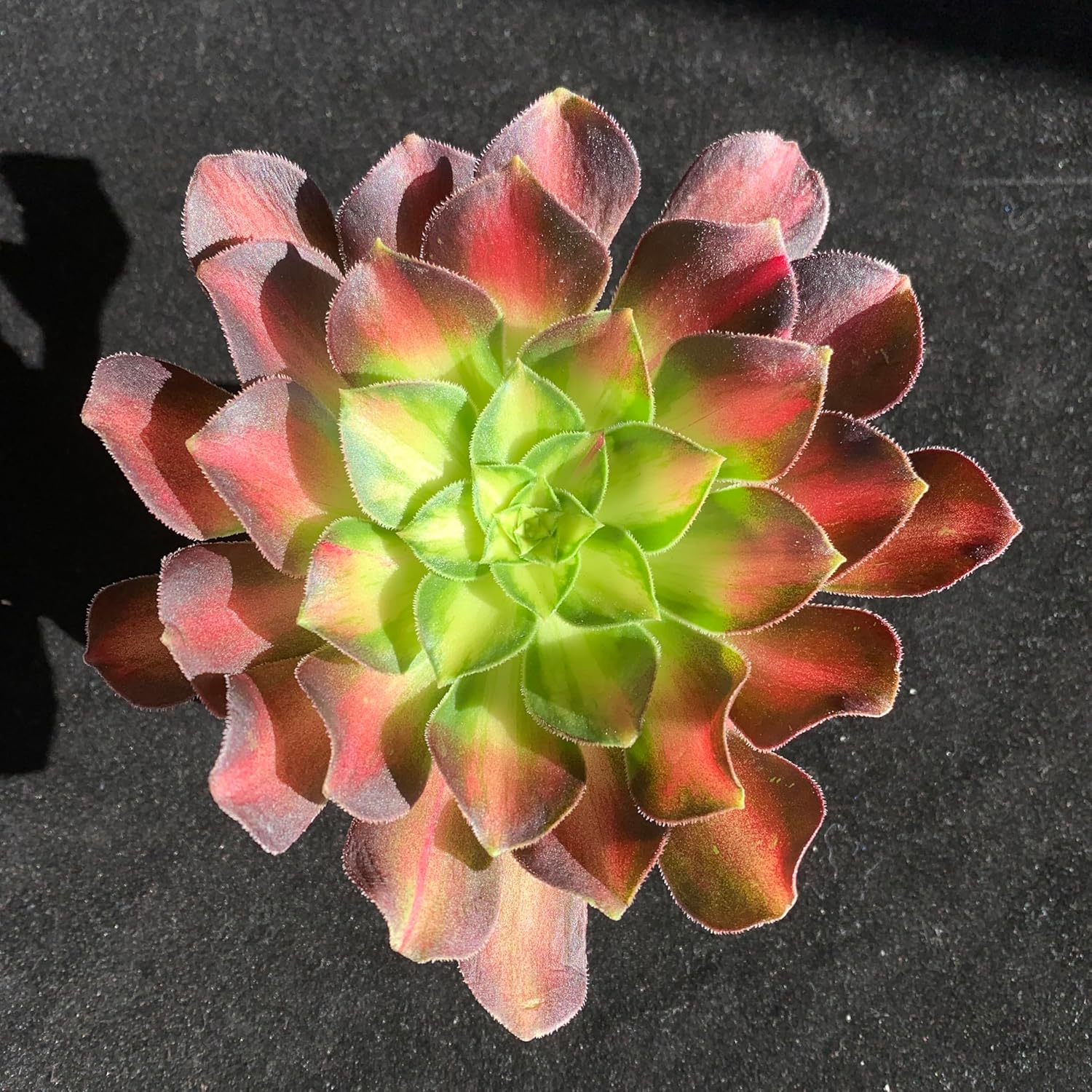 FWPP Succulents Plants Live Echeveria Aeonium Shaohua,Mini Succulents Red 3 inches Mini Succulents,Bare Root Without Pot,Succulent Plant Live Decoration Plant Gifts