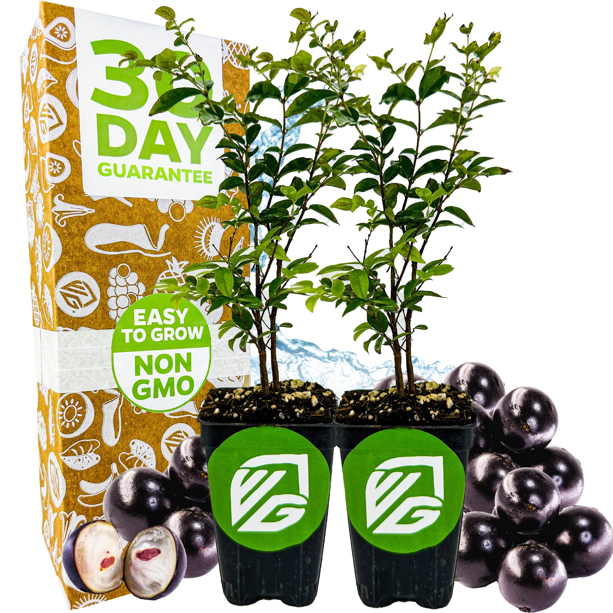 Wellspring Gardens Jaboticaba Tree Live Plant