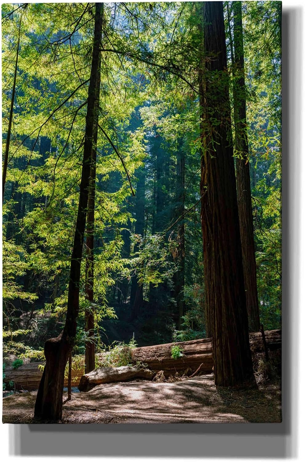 Epic Graffiti 'Trees 3' by Epic Portfolio, Canvas Wall Art, 40"x60"