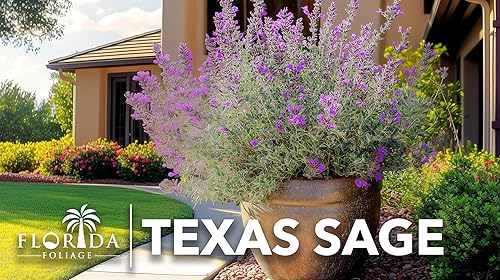 Miniatura 2 de Texas Sage - 3 plantas vivas - Leucophyllum Frutescens - Arbusto de floración tolerante a la sequía de bajo mantenimiento