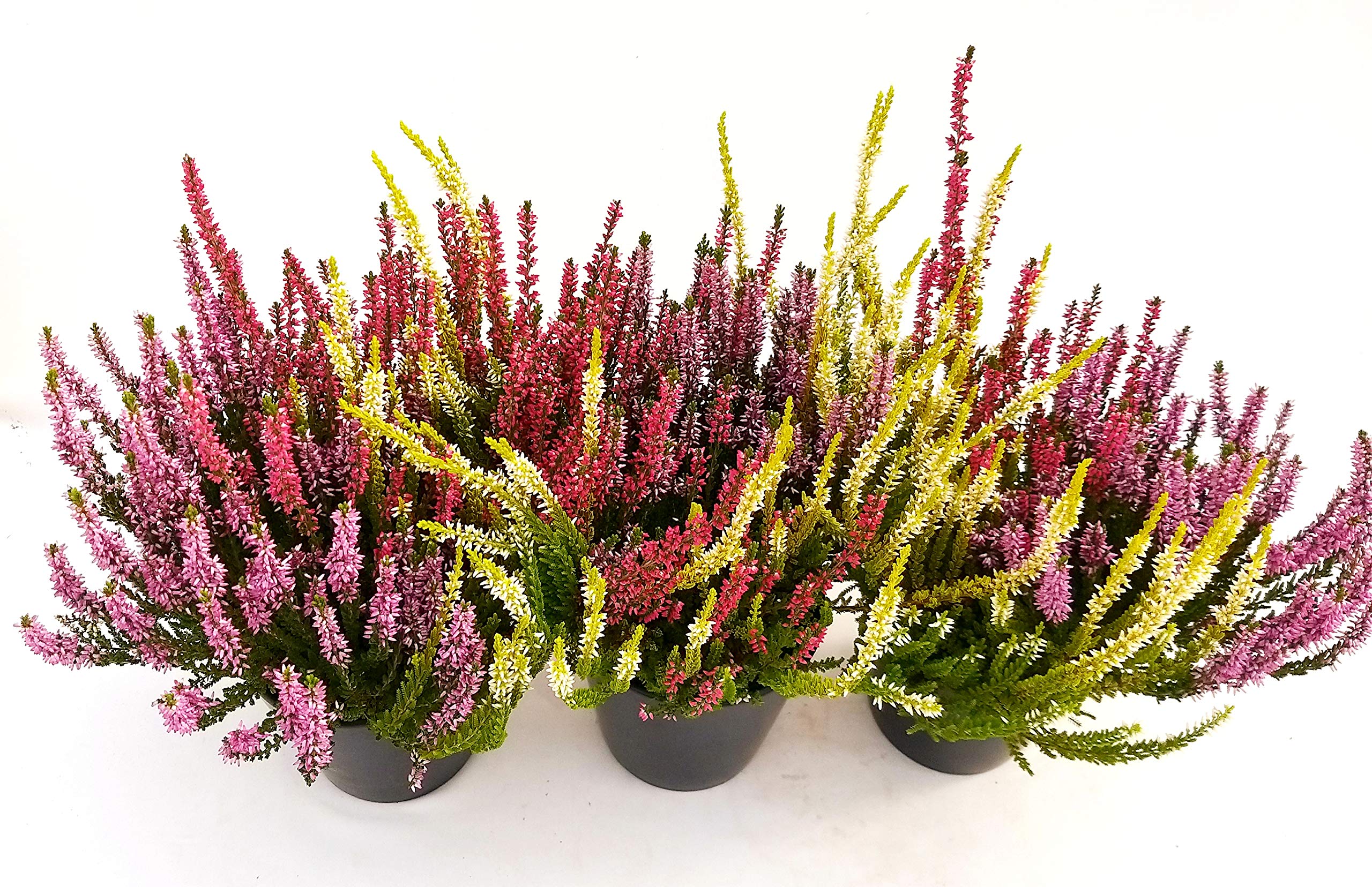 Piante Da Esterno V12cm Erica Calluna Rosa - 3 Piante Vere In Vaso