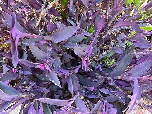 5 esquejes judíos Corazón púrpura errante Tradescantia Pallida Purpurea 4"-6" Largo