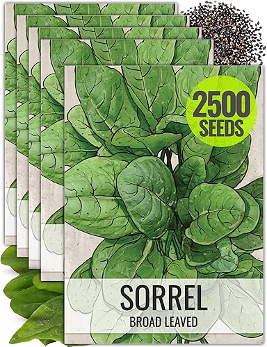 Seed Needs, Semillas de acedera de hoja grande, 500 semillas tradicionales para plantar Rumex acetosa, hierba medicinal o culinaria sin OMG y sin
