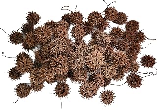 Sweet Gum Tree Seed Pods – All Natural Bioactive Ball Accessories for Isopods, Reptiles, Amphibians, and Shrimp (Pack of 75)