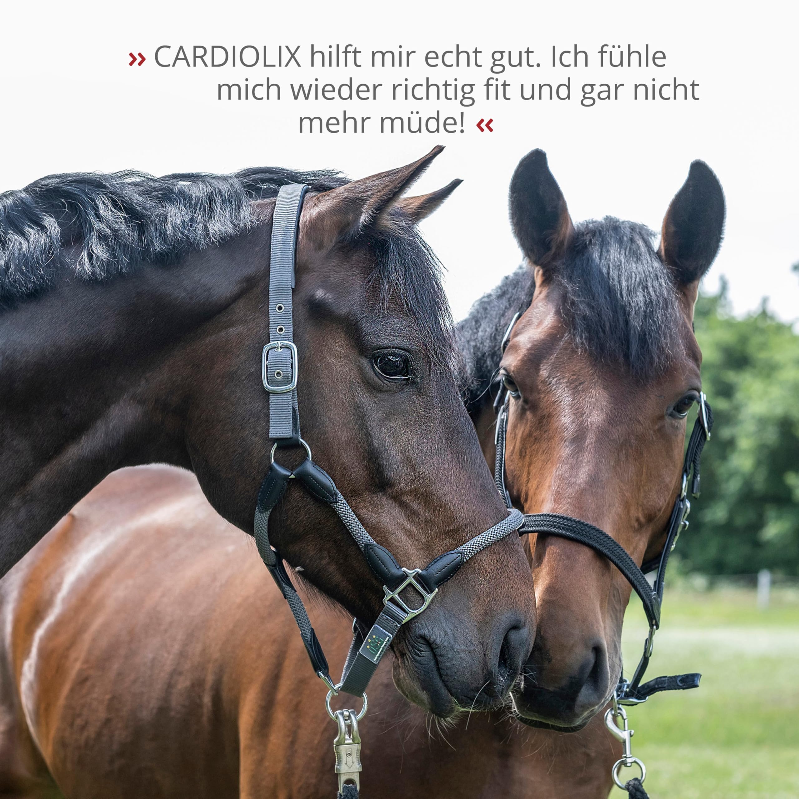 STRÖH CARDIOLIX (1l) • Herz-Kreislauf-Unterstützung • Ergänzungsfuttermittel für Pferde • Kräuter Elixier mit Weißdorn & Rosmarin für Vitalität • Ideal für ältere Pferde