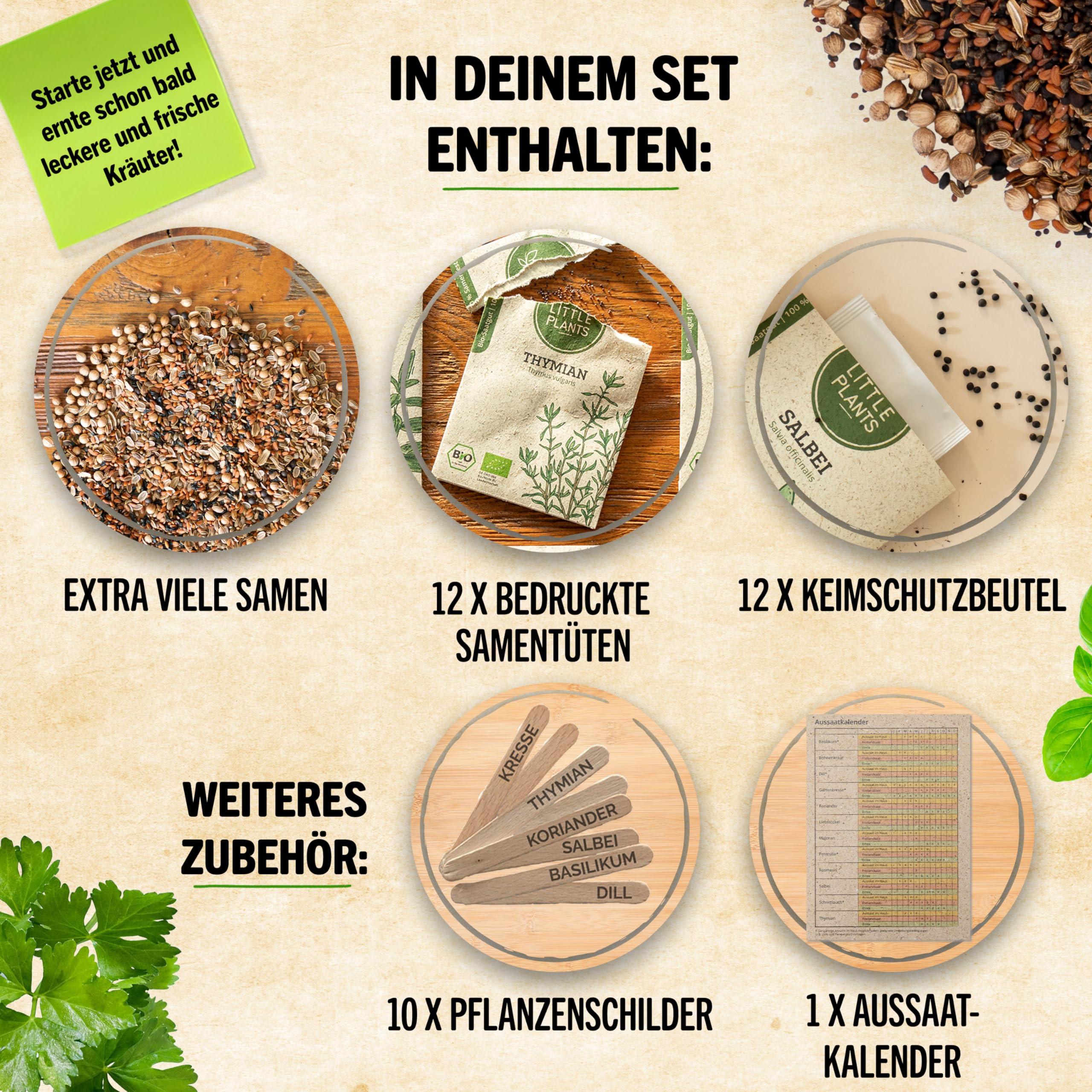 Liebstöckel Samen - Hochwertige Kräuter Samen Für Ca. 100 Pflanzen Im