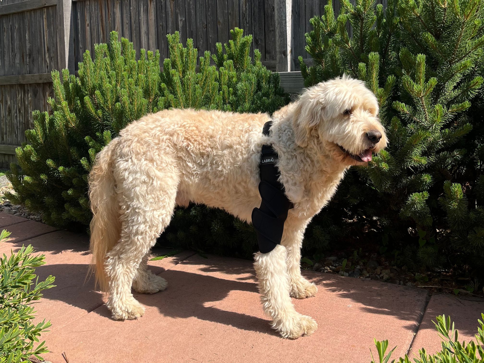 Watch How to put on the Labra Canine Shoulder Brace on Amazon Live