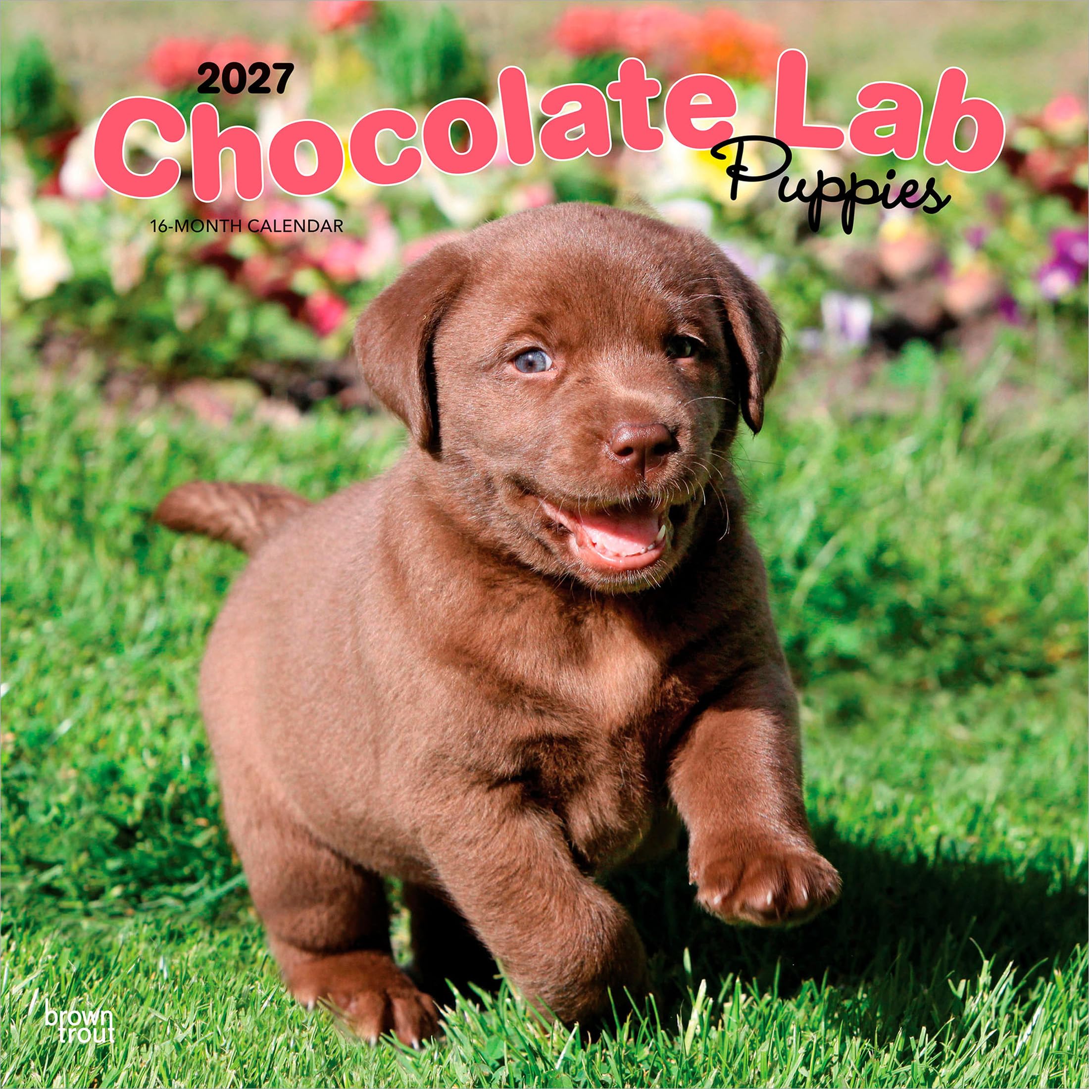 Labrador Retriever Puppies, Chocolate 2027 Square Flap: Original BrownTrout-Kalender [Mehrsprachig] [Kalender] (Chocolate Labrador Retriever Puppies | ... | BrownTrout | Animals Dog Breeds Puppy)