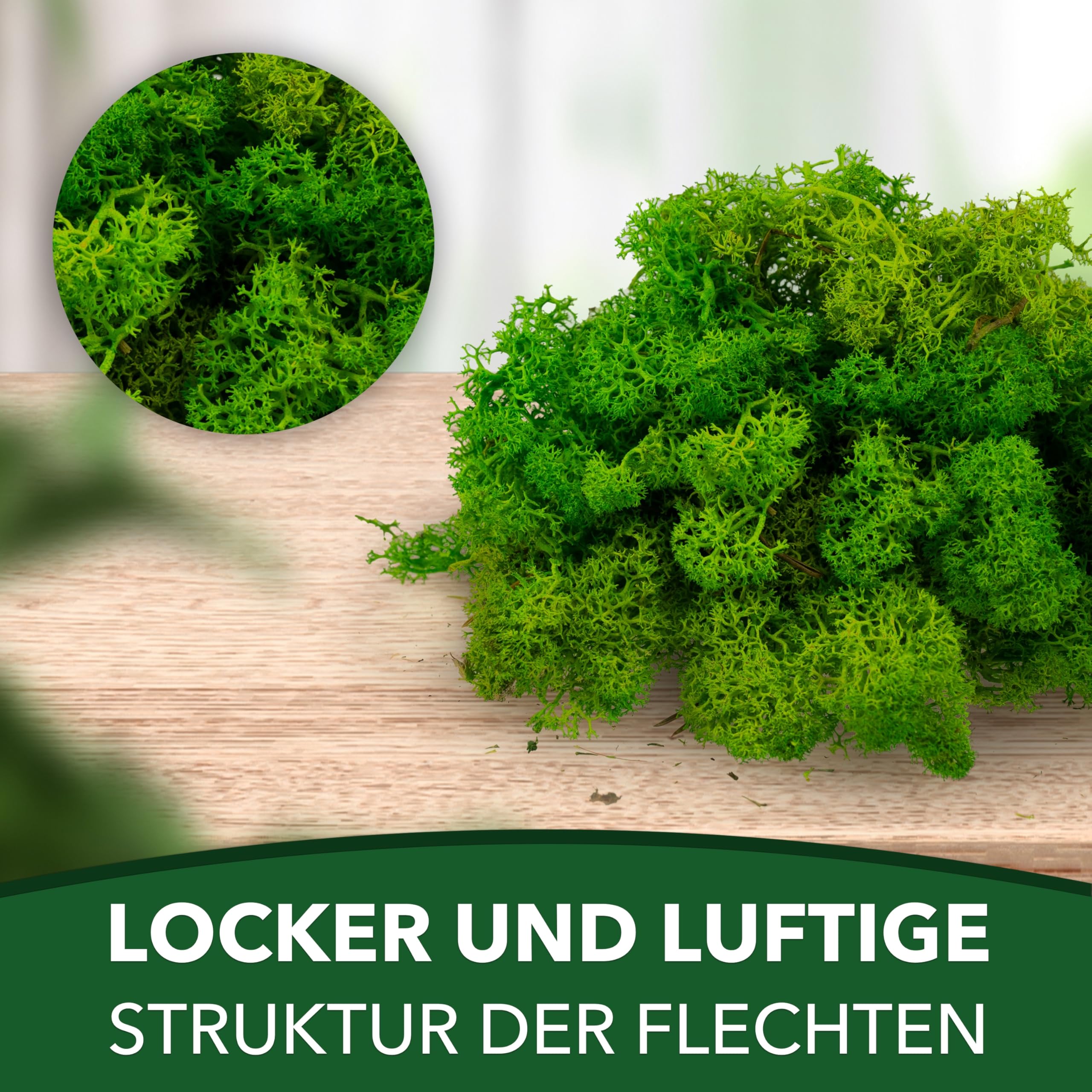 Sphagnum-Shop Islandmoos Rentierflechte konserviertes Moos in Hellgrün 1000 g | Echtes buntes Deko Moos für Moosbild Modellbau Basteln