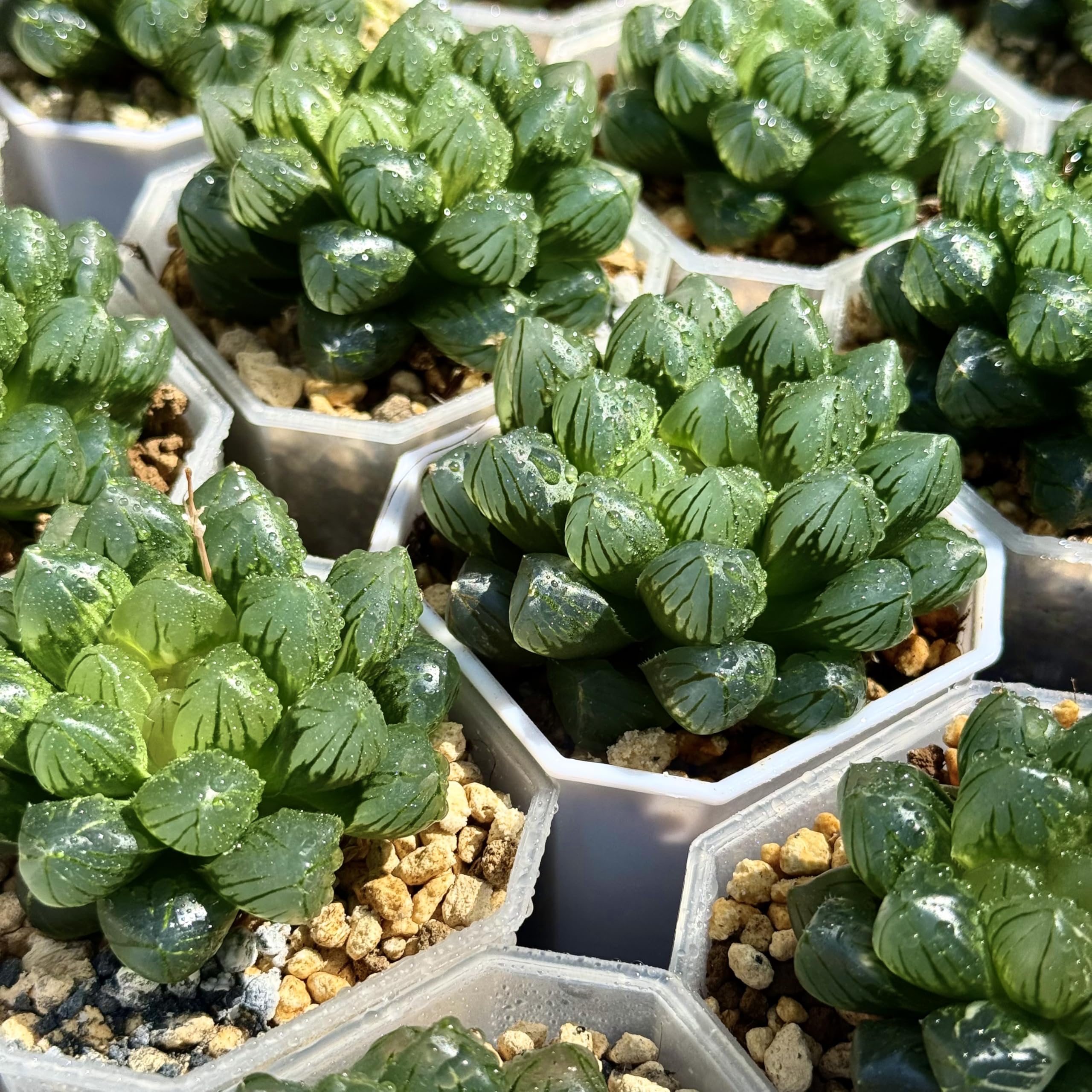 Amazon｜多肉植物 観葉植物 ハオルチア ハオルシア OMオブツーサ