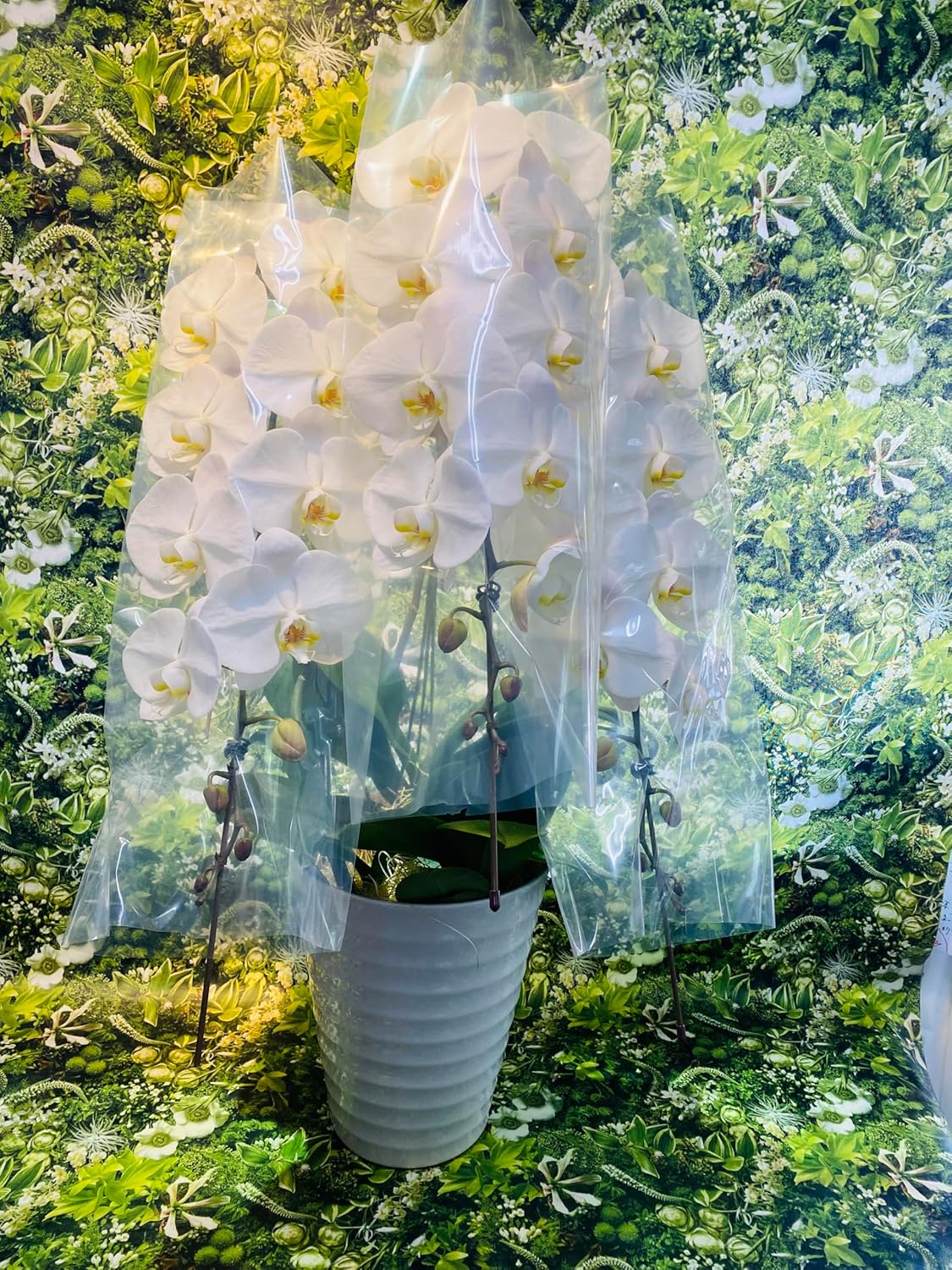 a44 ステファニア スベローサ 塊根植物 コーデックス Stephania a44 a44 ステファニア スベローサ 塊根植物 コーデックス Stephania a44