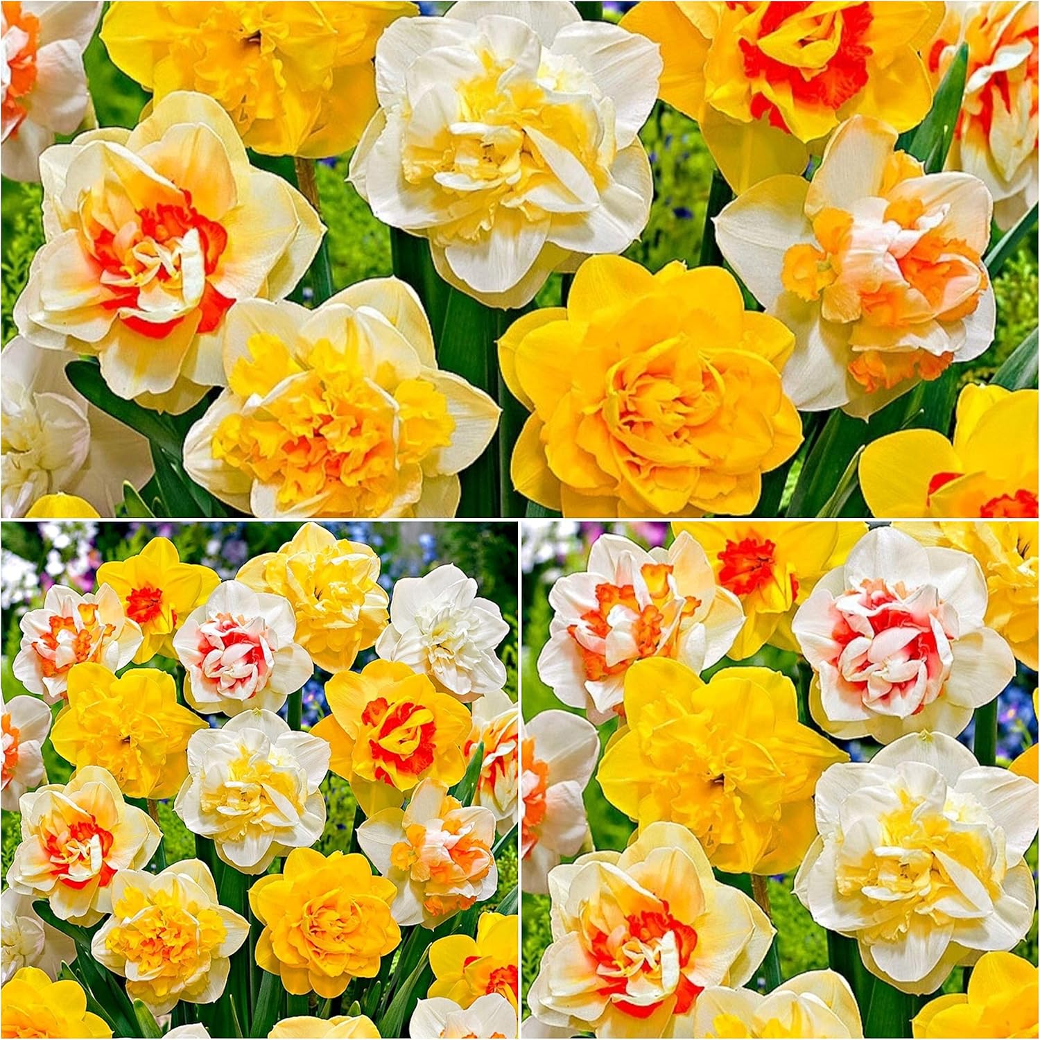 Woodland bulbs® 50 x Daffodil Bulbs ‘Tall Mixed Double Daffodils