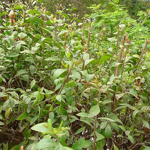 Miniatura 3 de Semillas de henna (Lawsonia inermis) Más de 100 semillas de hierbas medicinales raras en cápsulas de semillas congeladas para The Gardener & Rare