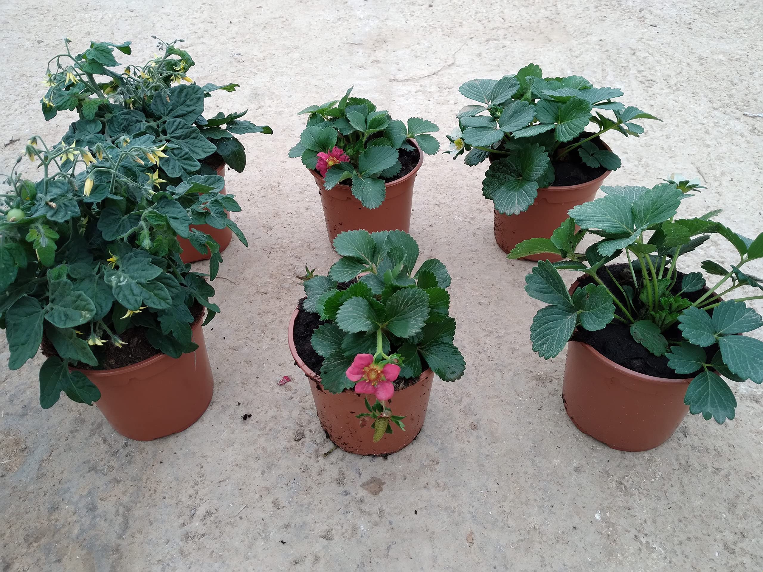Pack 6 Plantas Naturales del huerto (Fresas) maceta de 13 cm