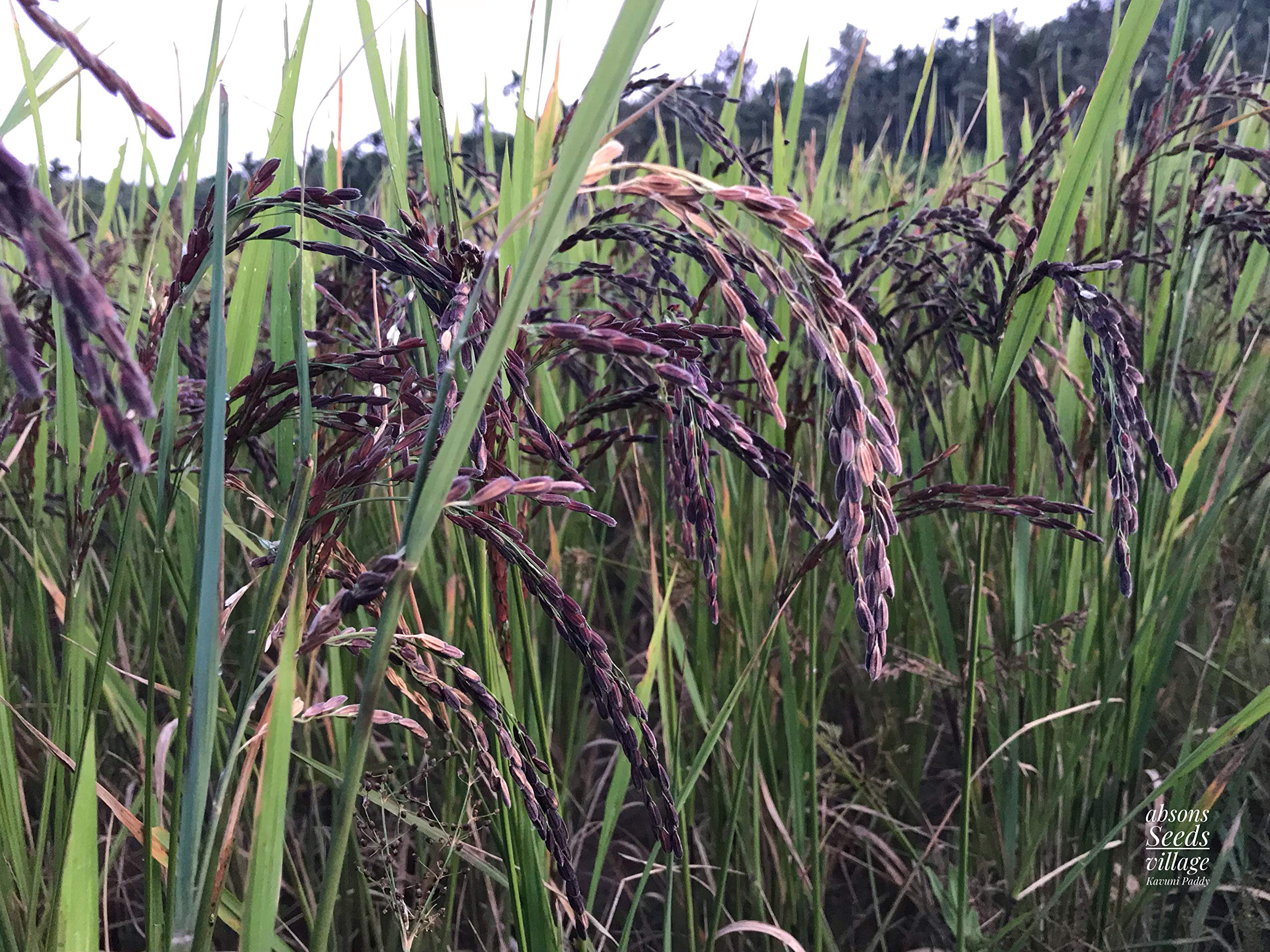 Seeds village Rare Kavuni Purple Black Paddy Seeds (250 g, Approximately 15000 Seeds) (B07K8SVZP4) Amazon Price History, Amazon Price Tracker