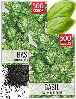Seed Needs Basil Seeds for Planting Italian Large Leaf Herbs - Non-GMO Heirloom & Untreated - Grow an Indoor or Outdoor Home Grown Herb Garden (2 Packs)
