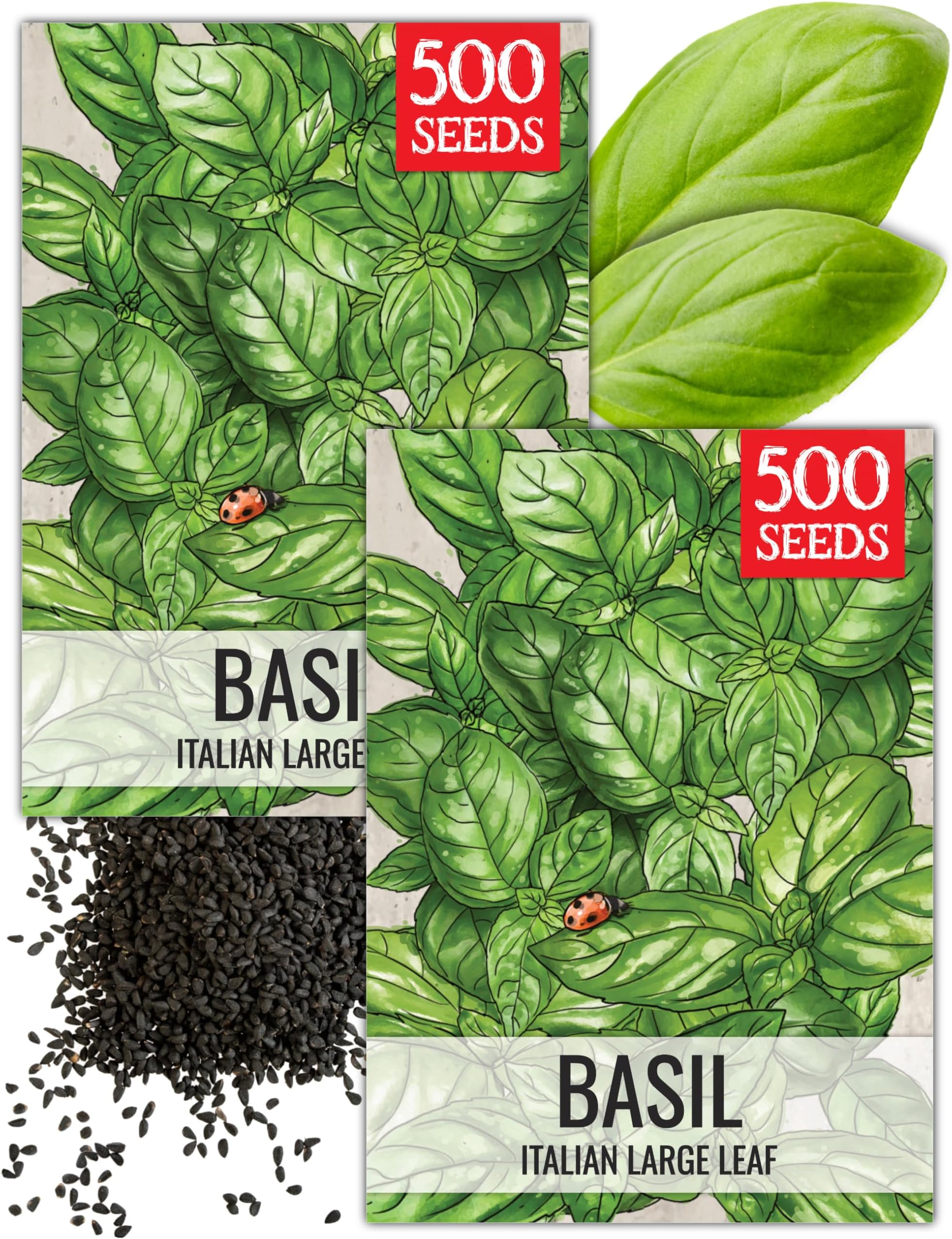 Seed Needs Basil Seeds for Planting Italian Large Leaf Herbs - Non-GMO Heirloom & Untreated - Grow an Indoor or Outdoor Home Grown Herb Garden (2 Packs)