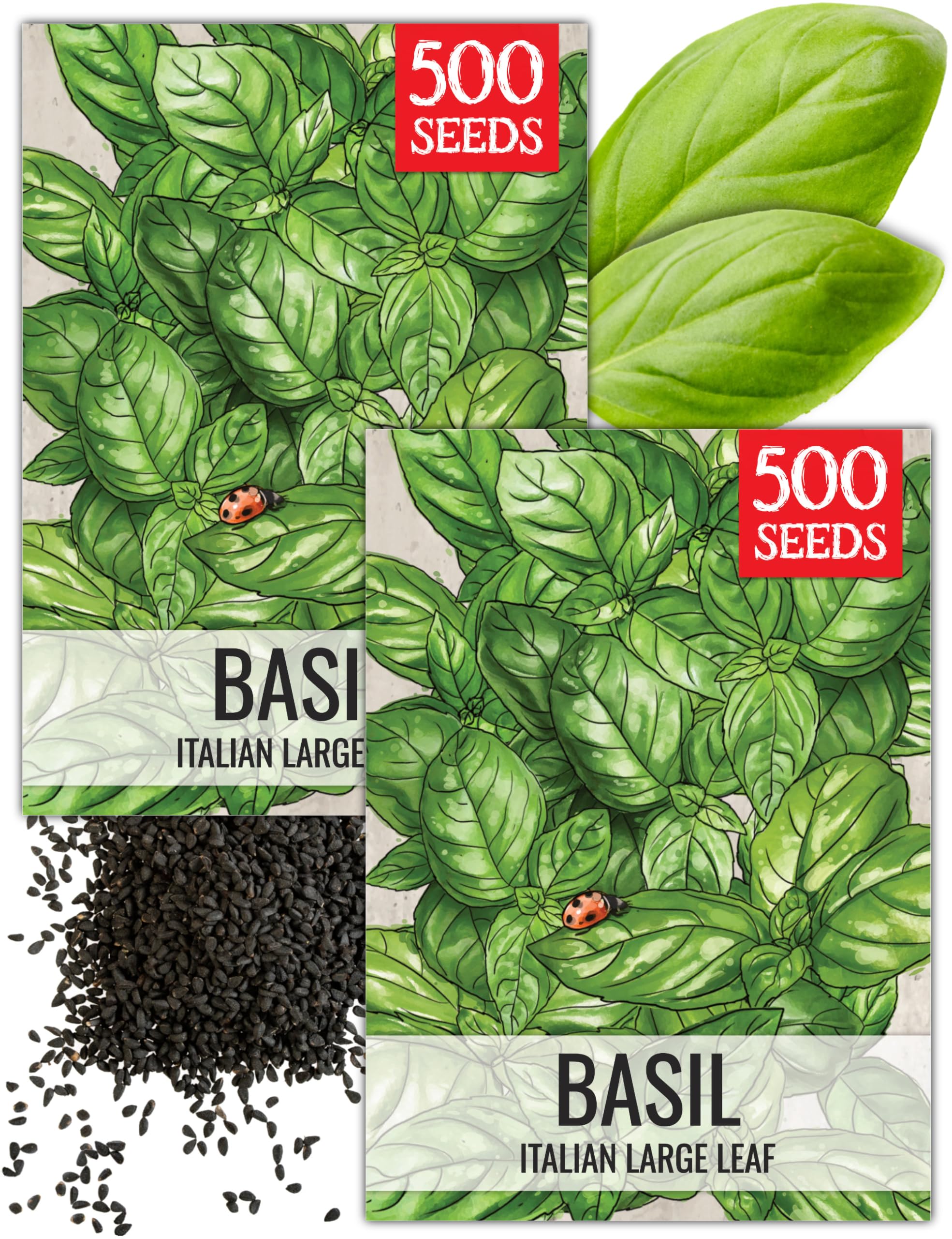 Seed Needs Basil Seeds for Planting Italian Large Leaf Herbs - Non-GMO Heirloom & Untreated - Grow an Indoor or Outdoor Home Grown Herb Garden (2 Packs)