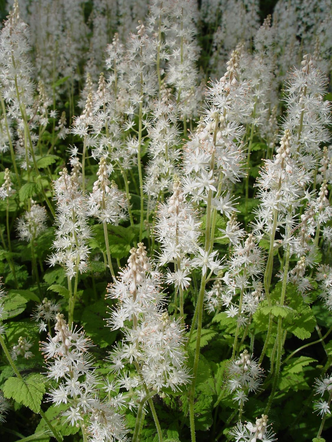 American Beauties Native Plants - Tiarella cord. 'Running Tapestry' (Foamflower) Perennial, white flowers, 1 - Size Container