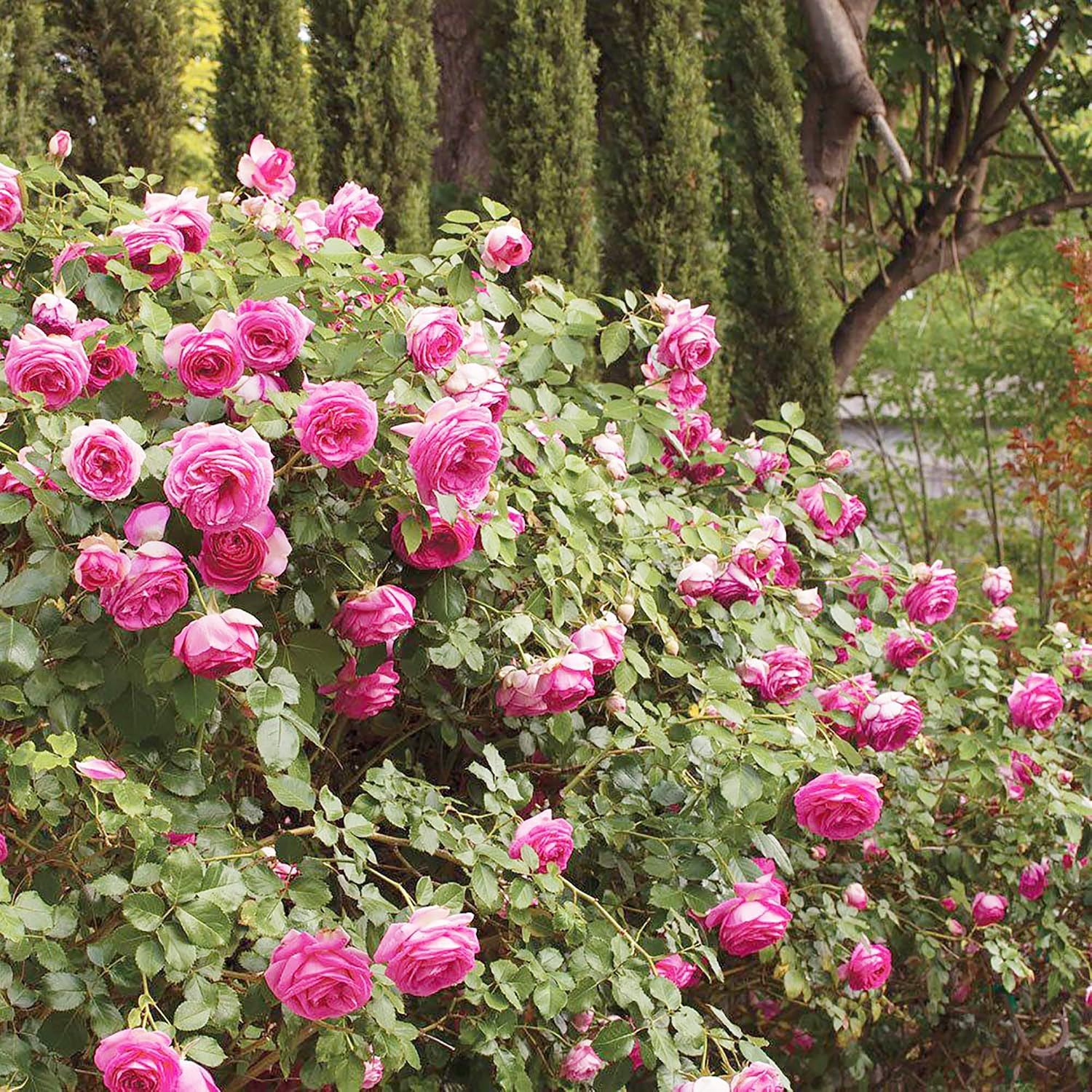 5 Semillas De Rosa Trepadora Blanca Y Rosa - Arbusto Fragante, Atrae Mariposas
