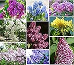 50 Mixed Japanese Lilac Seeds Extremely Fragrant Lilac Tree Seeds, Perennial Flowering Plant Lilac Shrub