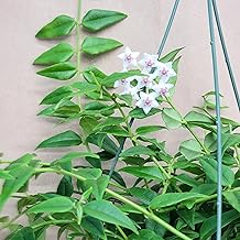 Hoya Bella Plant – 4 Inch Pot | Rare Indoor Houseplant | Easy Care, Low Maintenance | Wax Plant with Trailing Foliage | Live Plant for Home or Office Décor