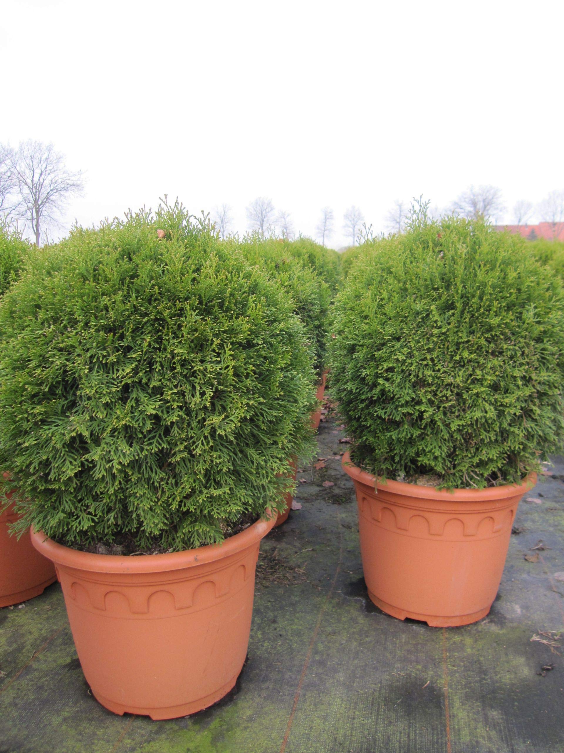Thuja occidentalis Smaragd - Lebensbaum Kugel Smaragd 40-50 cm