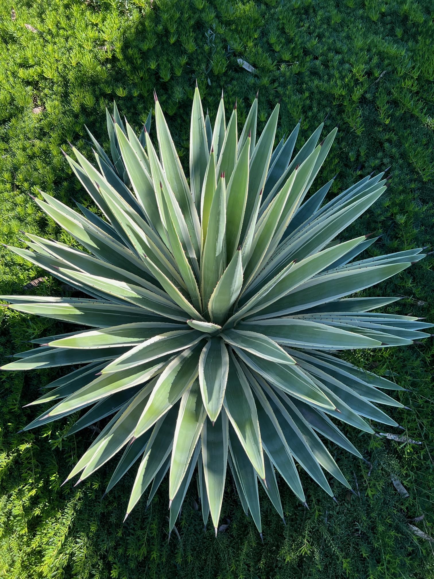 agave azul tequila Casa Azul Organic Tequila Bundle