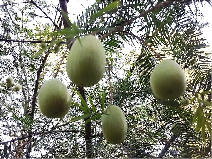 Edible Conifer, Japanese Nutmeg, Torreya nucifera, Dark Blue Needles