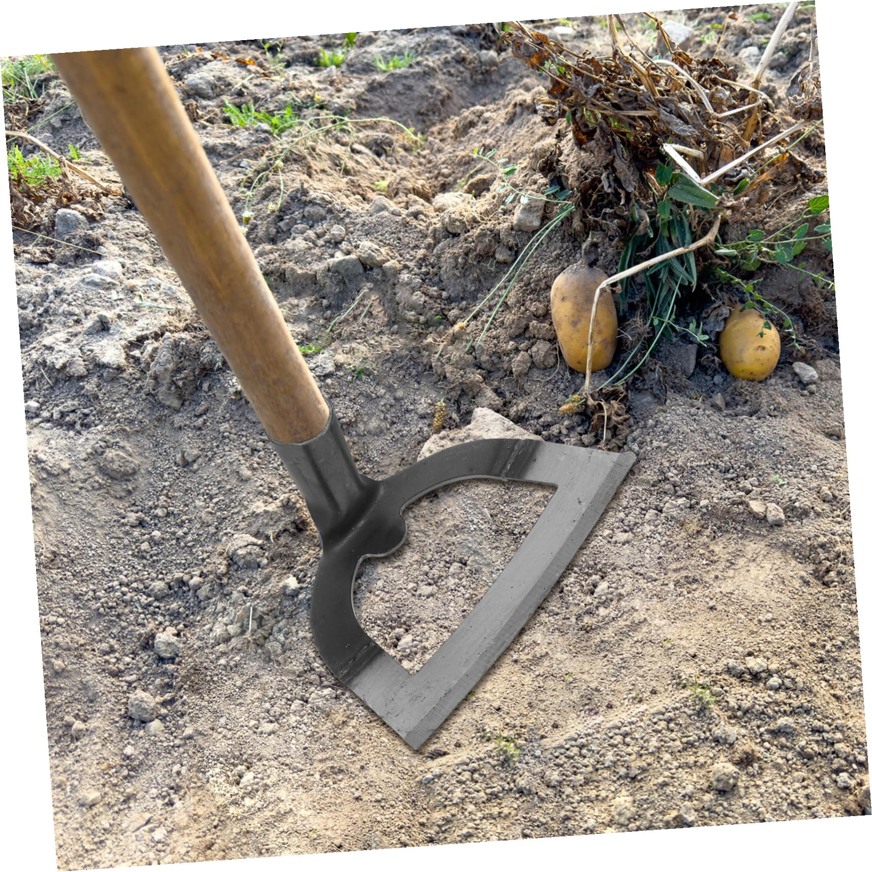 Azada Hueca de Acero Inoxidable para Jardinería y Deshierbe | Cultivador Agrícola, Acabado de Precisión, Herramienta de Jardín para Labranza Fina y Mantenimiento
