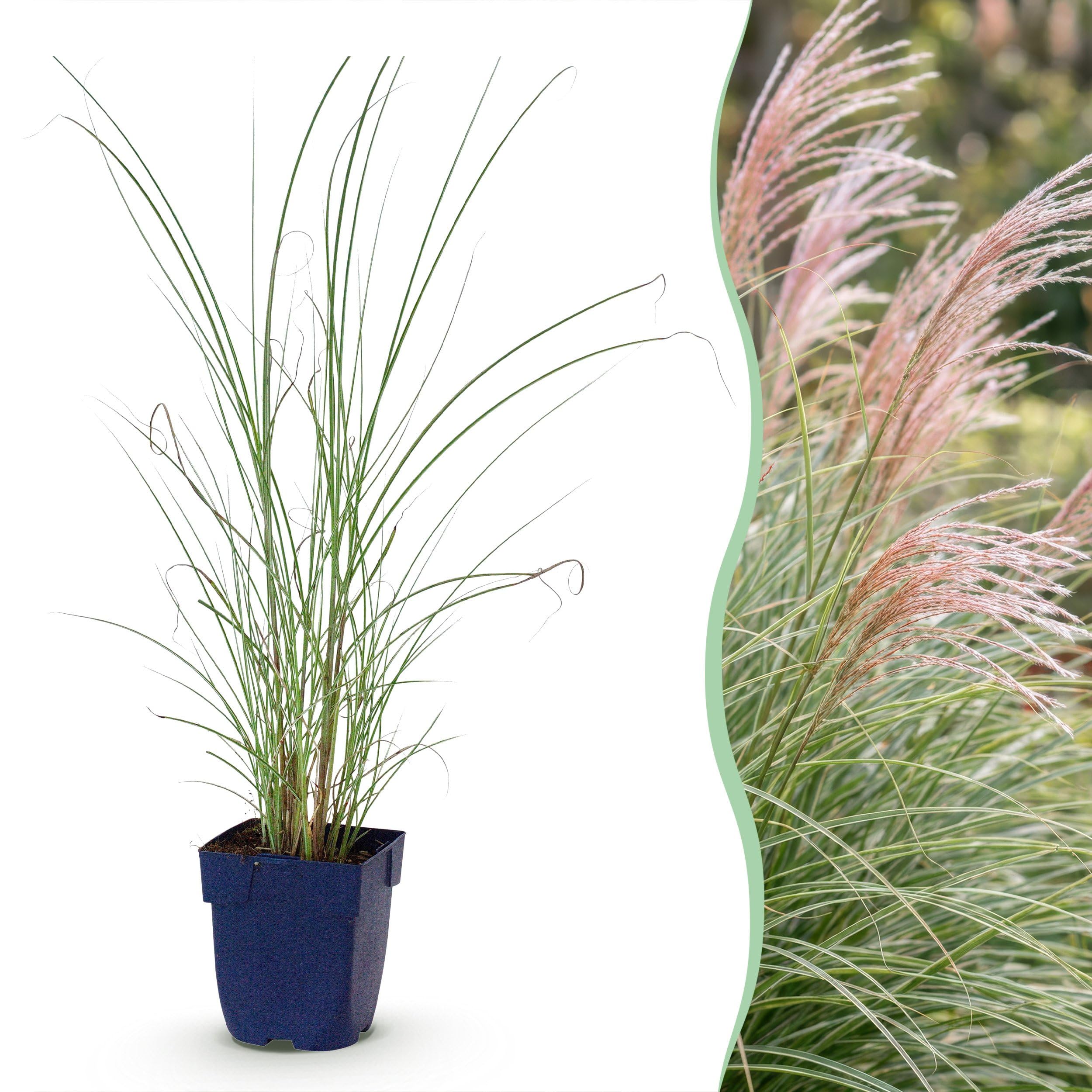 Miscanthus sin. Morning Light – trawa pampasowa – z kłosami – srebrna – 6 roślin - 15-25cm - Ø11cm - Roślina ogrodowa