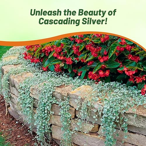 Vista 14 de Outsidepride Semilla de Dichondra Verde