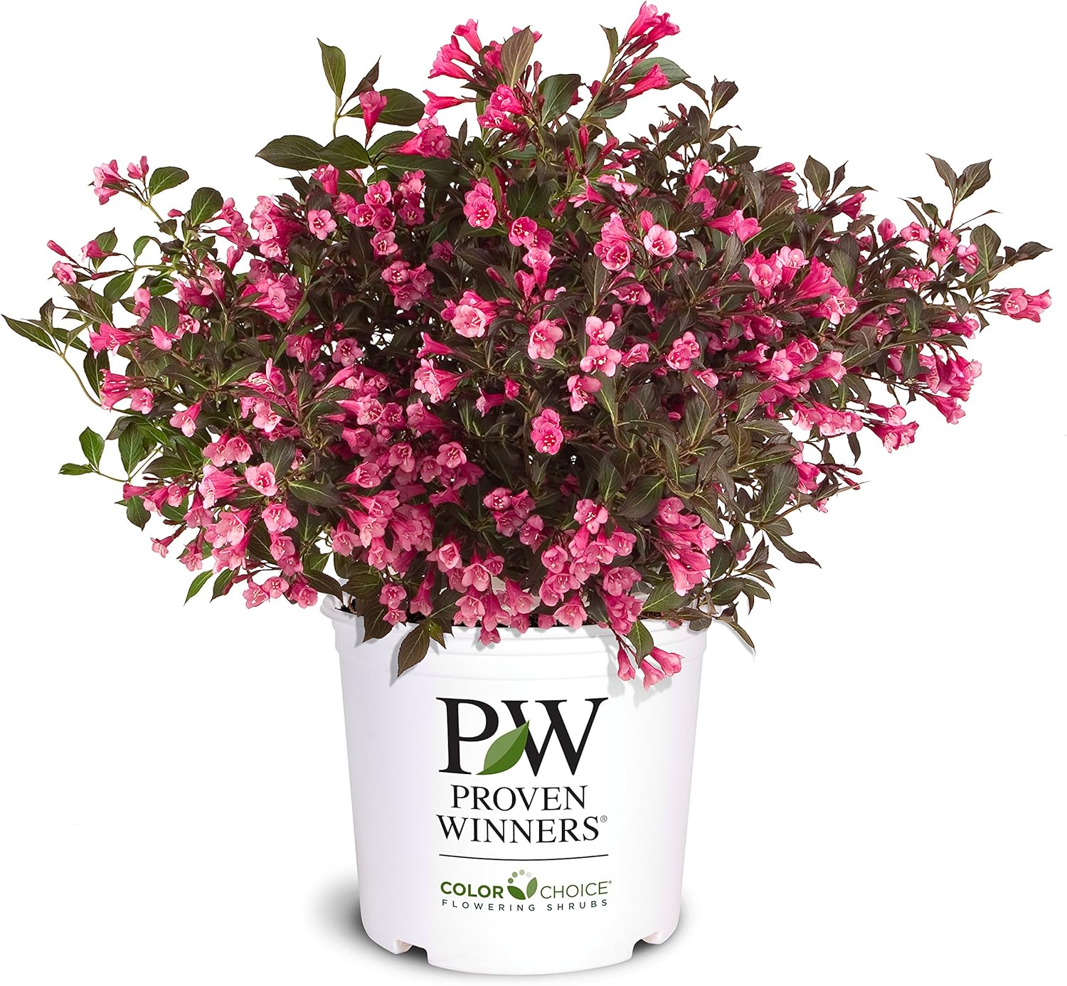Wine & Roses Weigela - 3 gal - Proven Winners - Bright Rosey Pink Blooms Over Dark Foliage - Hardiness Zones 4-8 - Weigela Florida ‘Alexandria’ PP10772-3 Gallon Pot