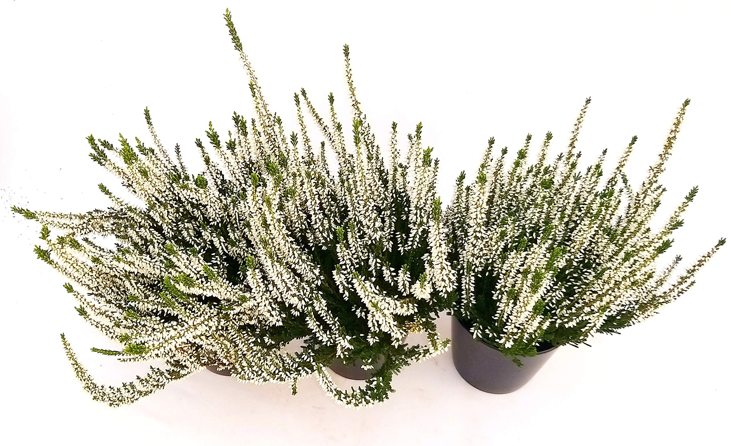 POWERS TO FLOWERS - ERICA CALLUNA BIANCA 6 PIANTE V12CM, piante vere - Powers to flowers - piante e fiori