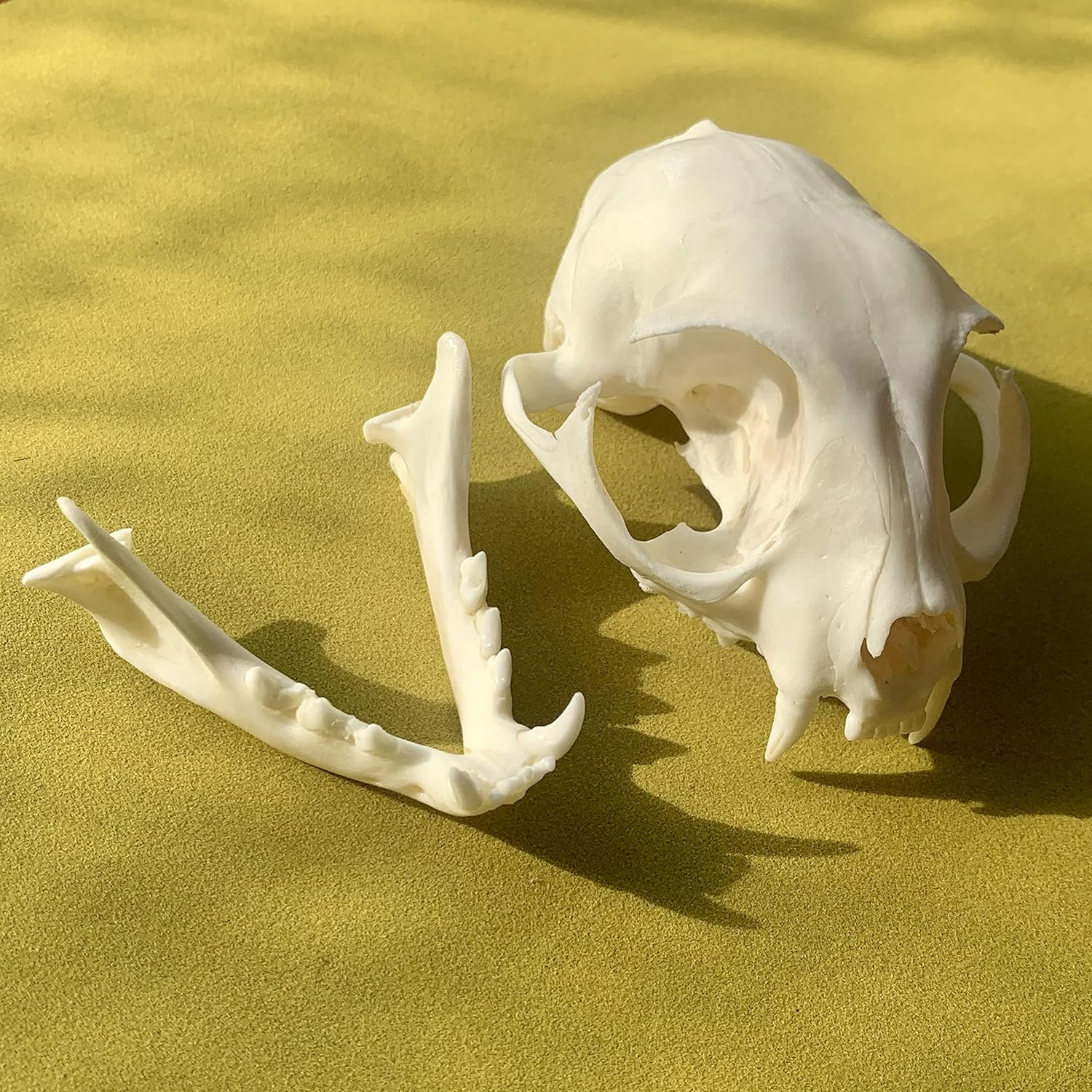 2pcs Taxidermy Combination of Real Snake Bones and Cat Skull, Animal Bones Real